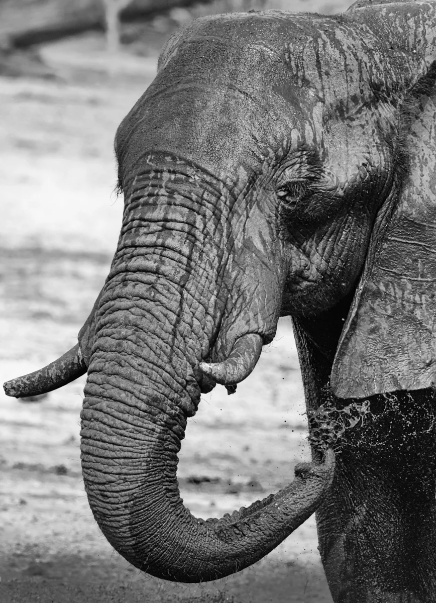Elephant mudbath 1600x1200 sRGB.jpg