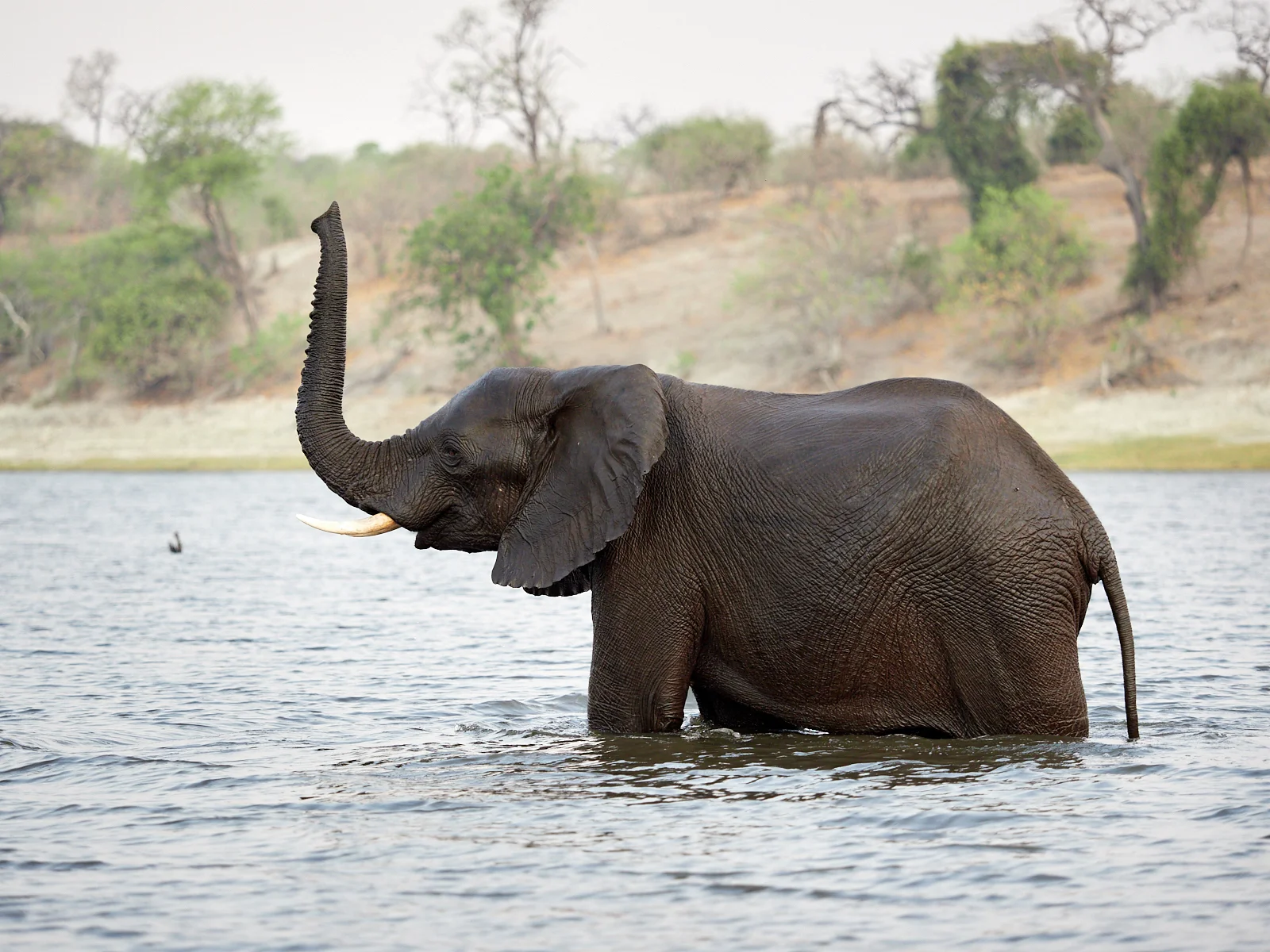 Up periscope triumphant 1600x1200 sRGB.jpg