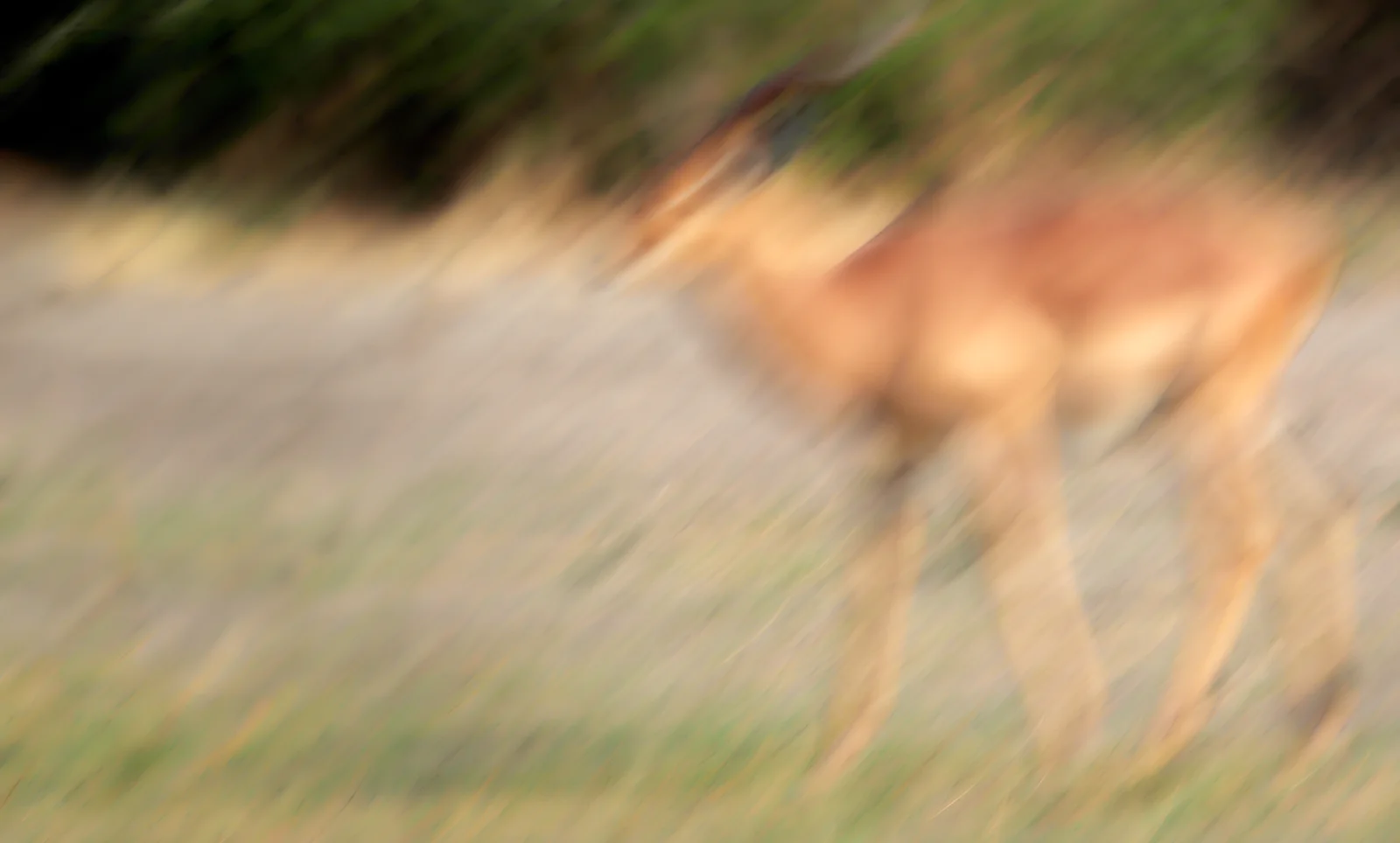 Impala impression