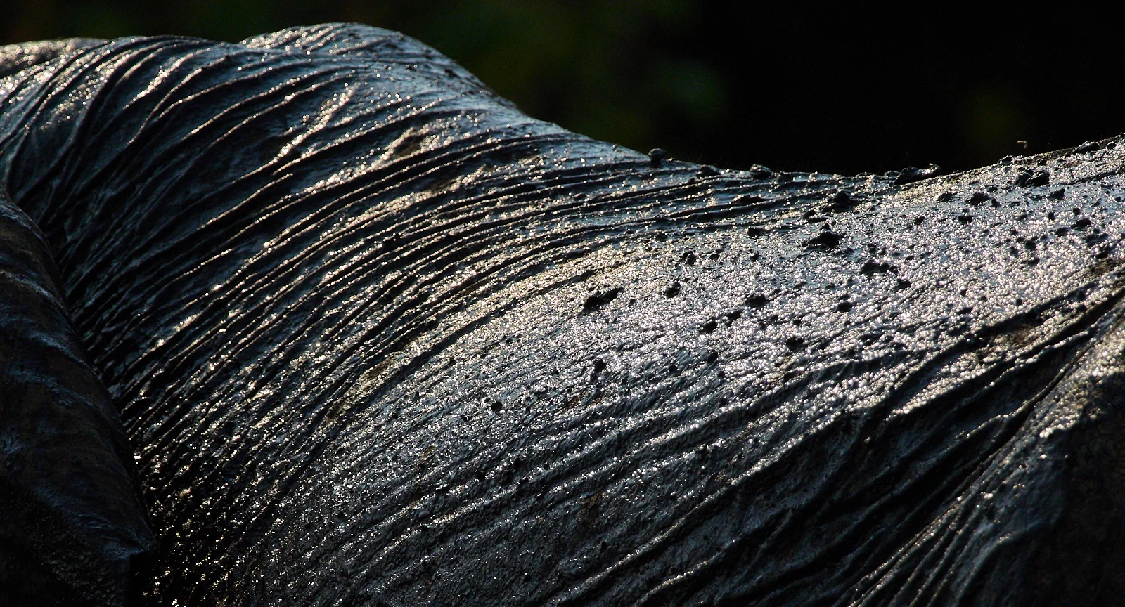 Muddied hide 1600x1200 sRGB.jpg