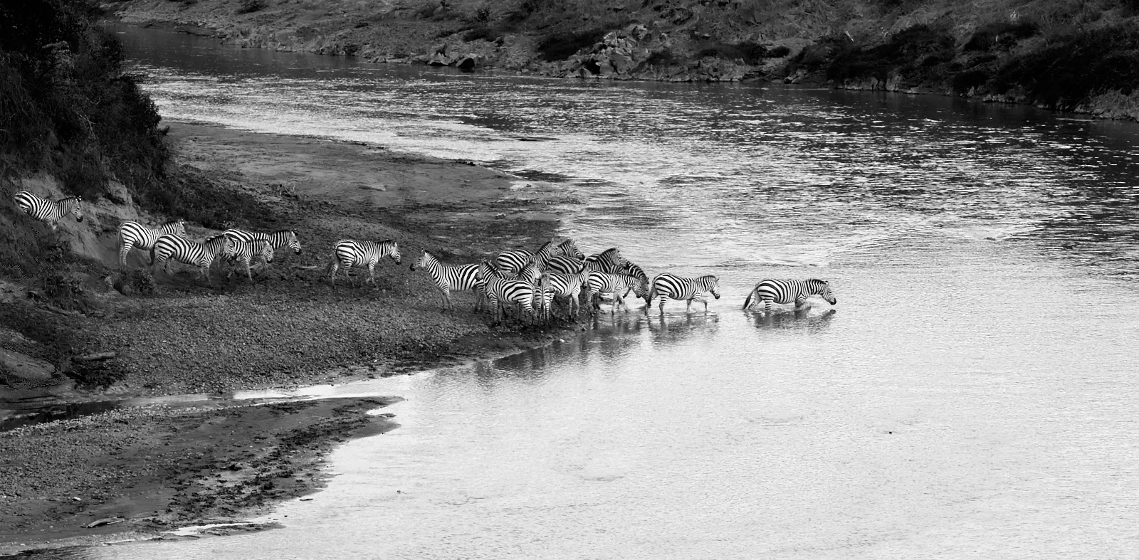 Tentative crossing.