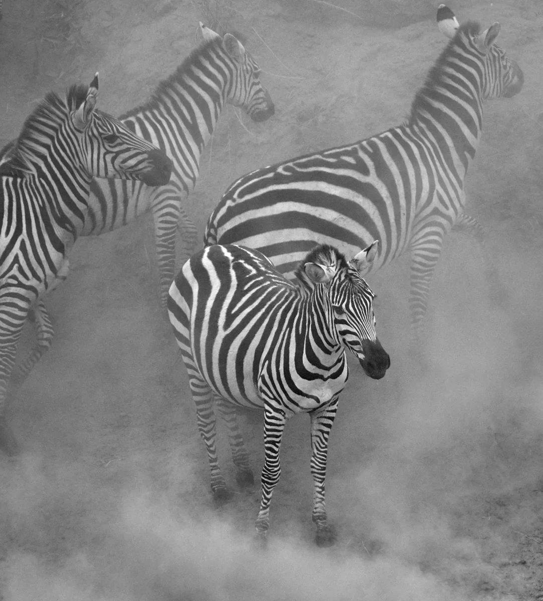 Zebra in the dust mono 1600x1200 sRGB.jpg