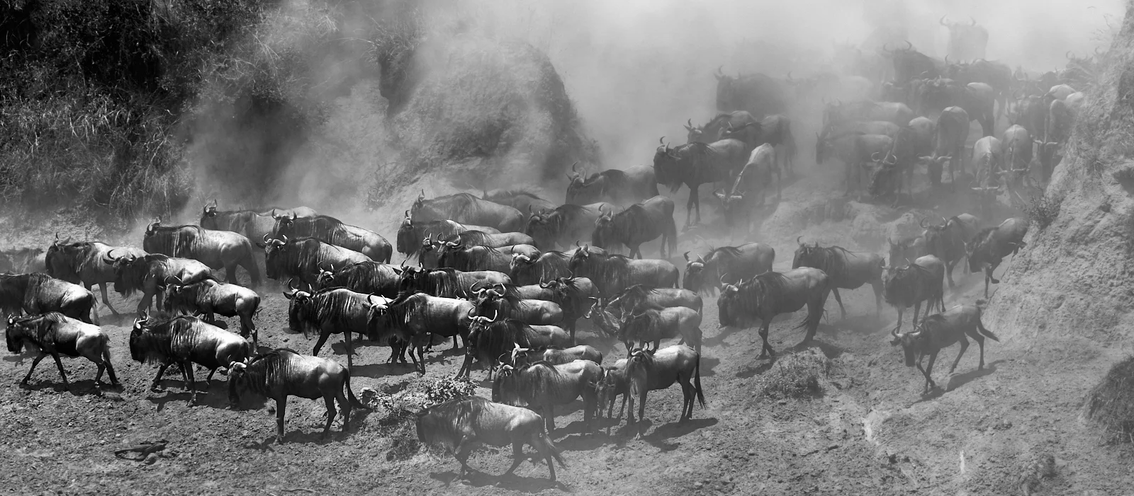 Wildebeest in the dust 1600x1200 sRGB 1.jpg