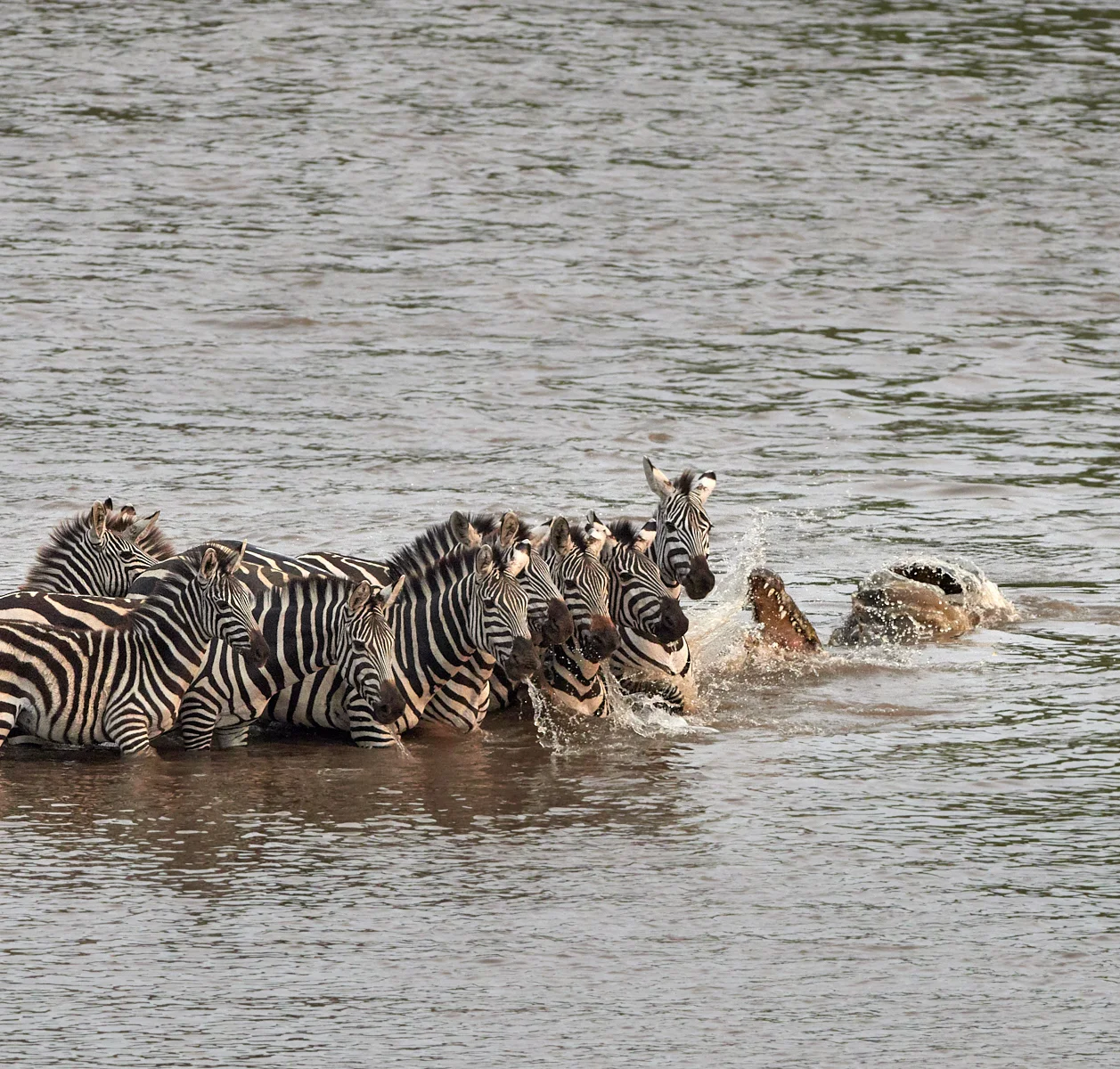 Crocodile strike 1600x1200 sRGB.jpg