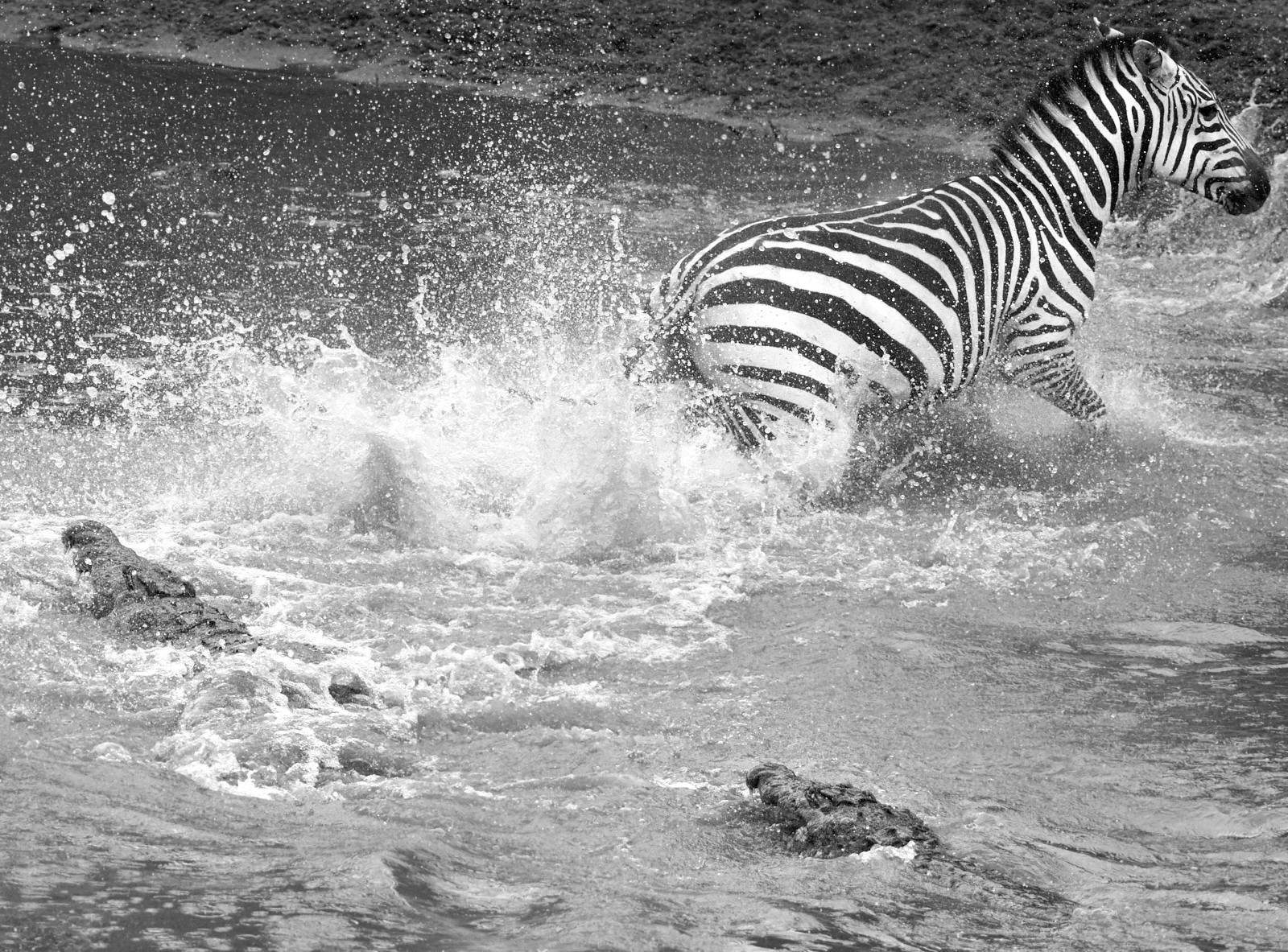 Croc attack mono 1600x1200 sRGB.jpg