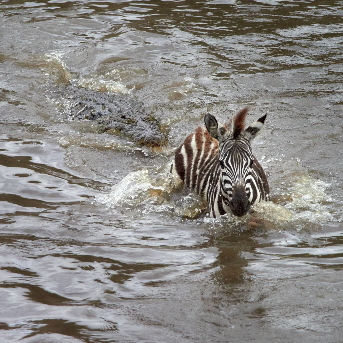 Croc attack 1600x1200 sRGB.jpg