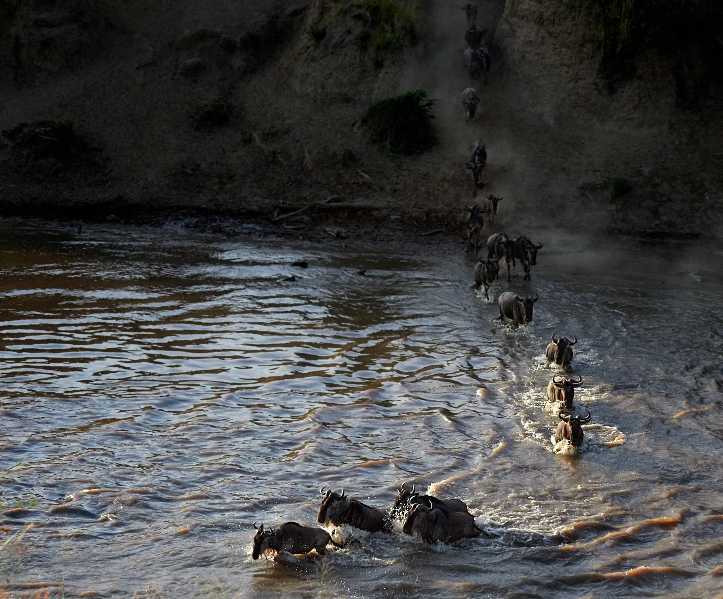 Early wildebeest crossing 1600x1200 sRGB 1.jpg