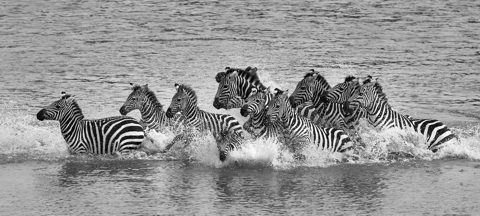 Running from crocodile mono 1600x1200 sRGB.jpg