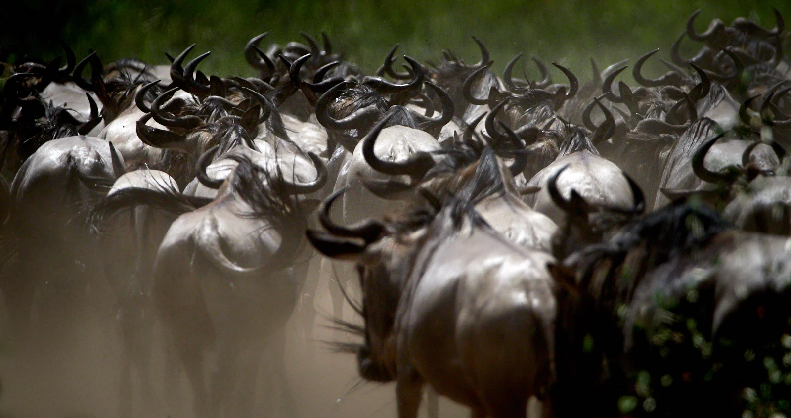 Wildebeest after the crossing 1600x1200 sRGB.jpg