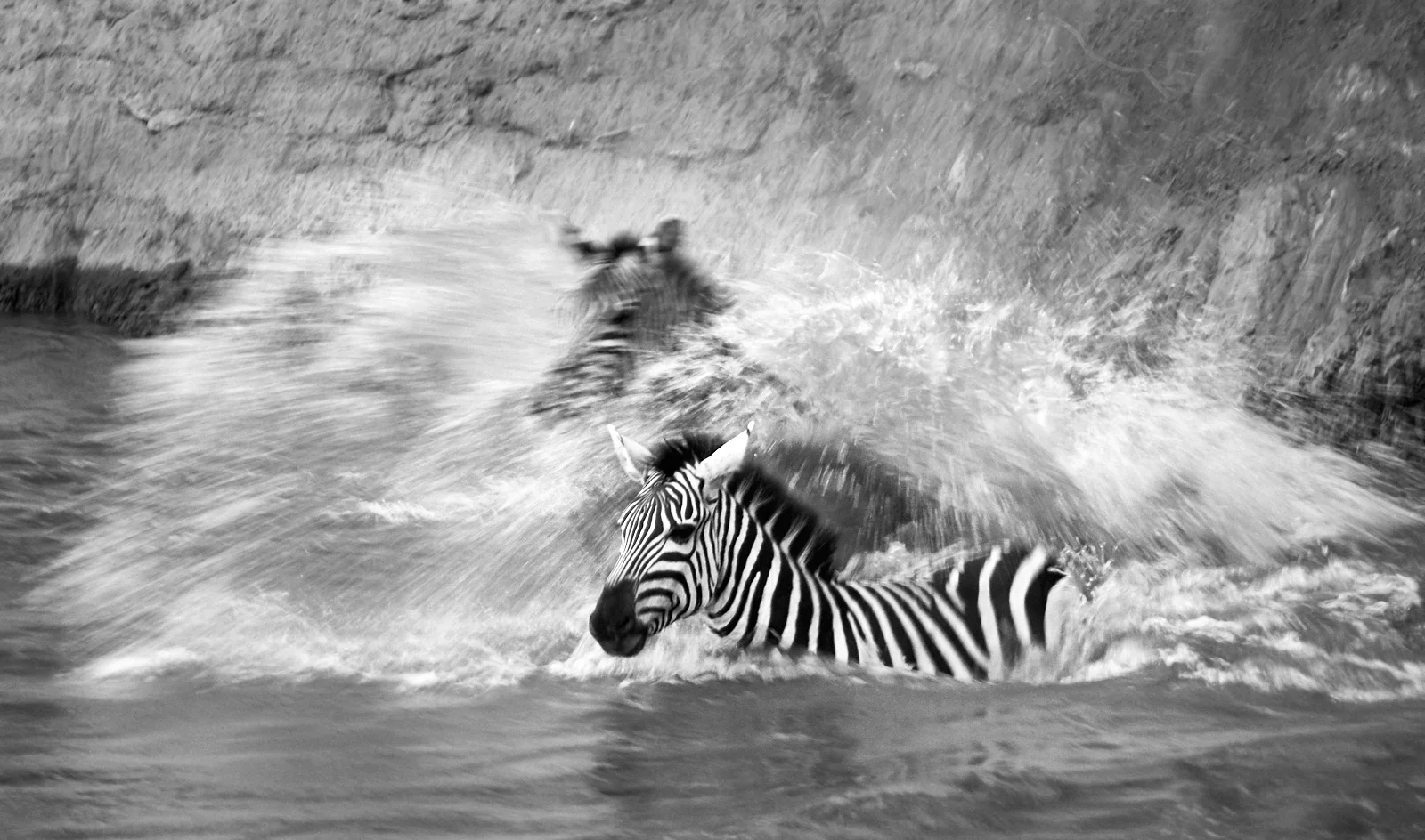 Leaping from a steep bank.