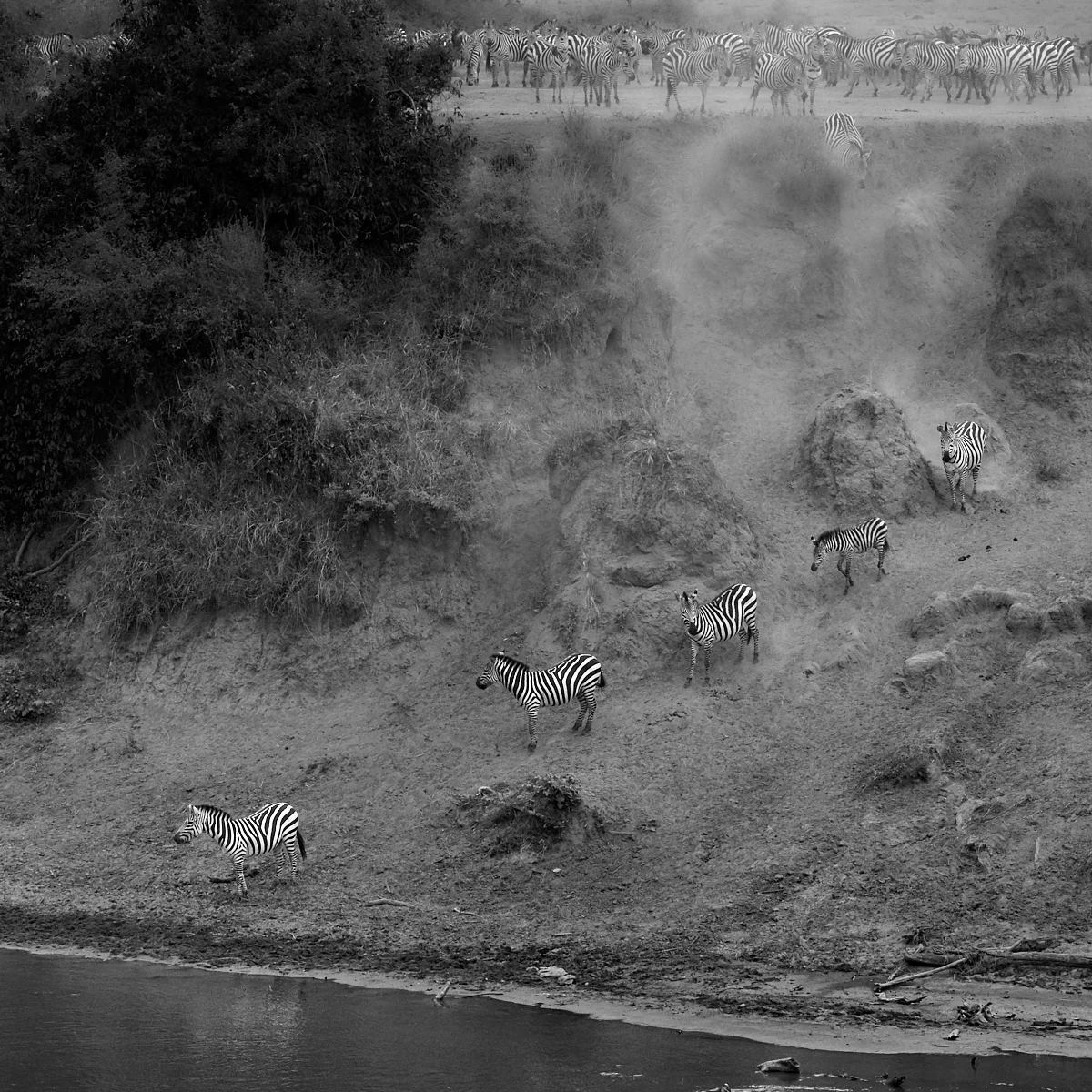 Zebra advance party mono 1600x1200 sRGB.jpg