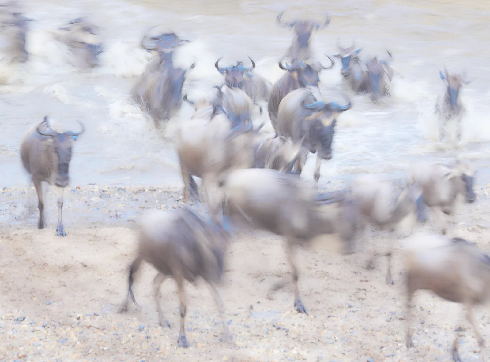 Wildebeest landing slow shutter 1600x1200 sRGB.jpg