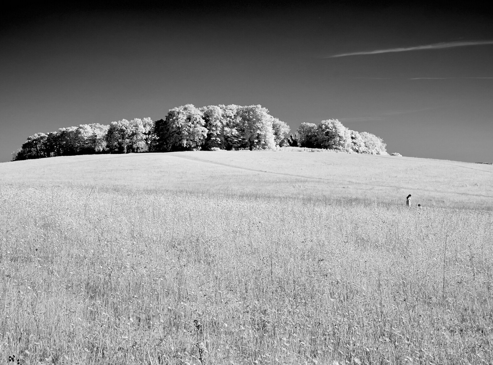 Picnic in the field 1600x1200 sRGB.jpg