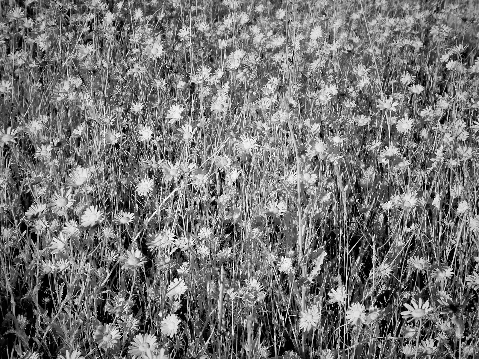 Daisies 1600x1200 sRGB.jpg
