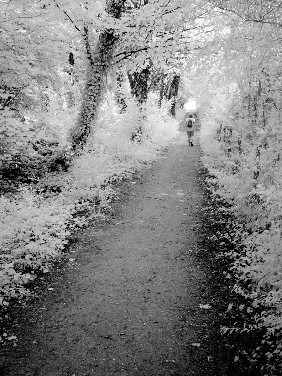 Woodland path 1600x1200 sRGB.jpg