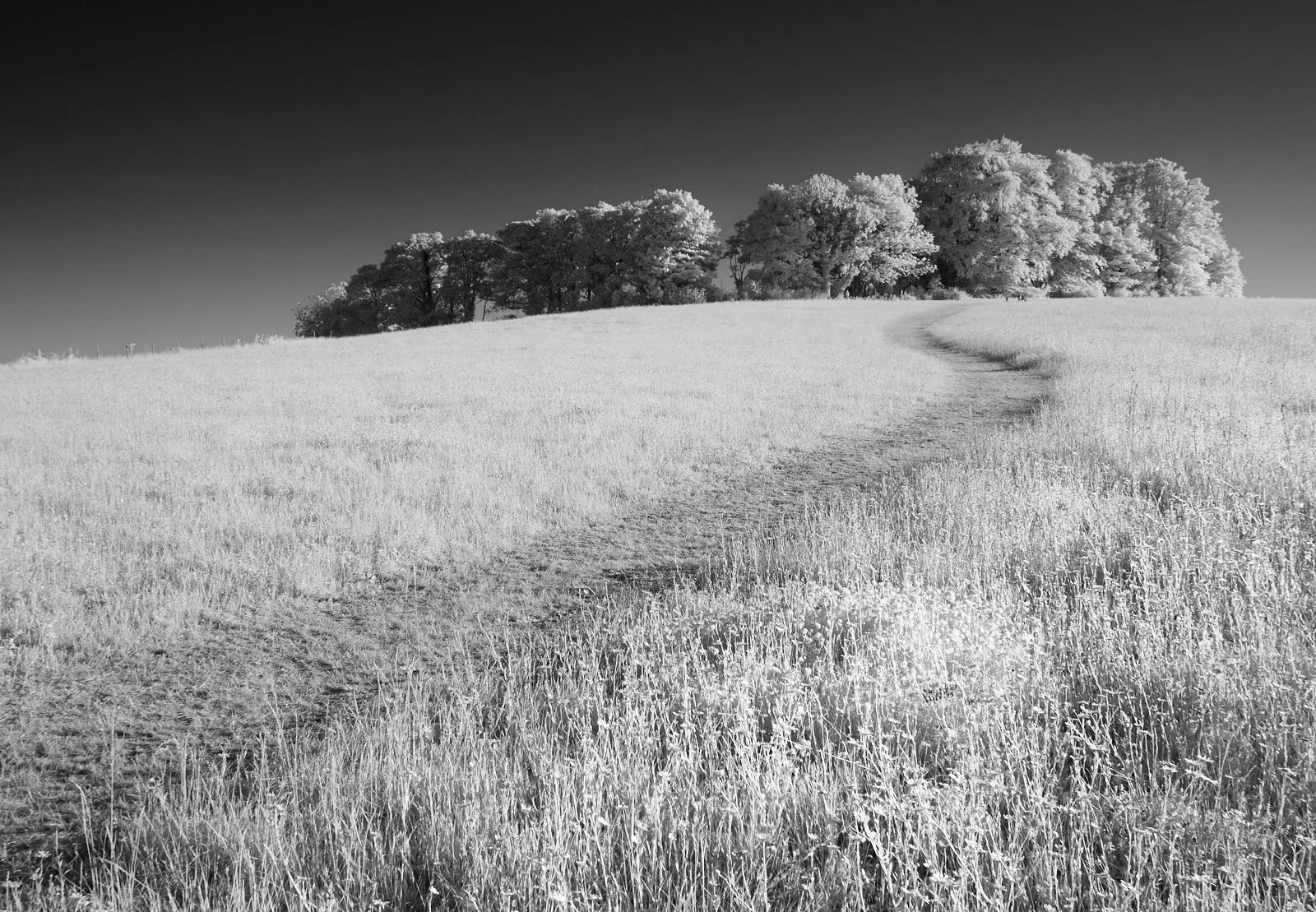 Winding Path 1600x1200 sRGB.jpg