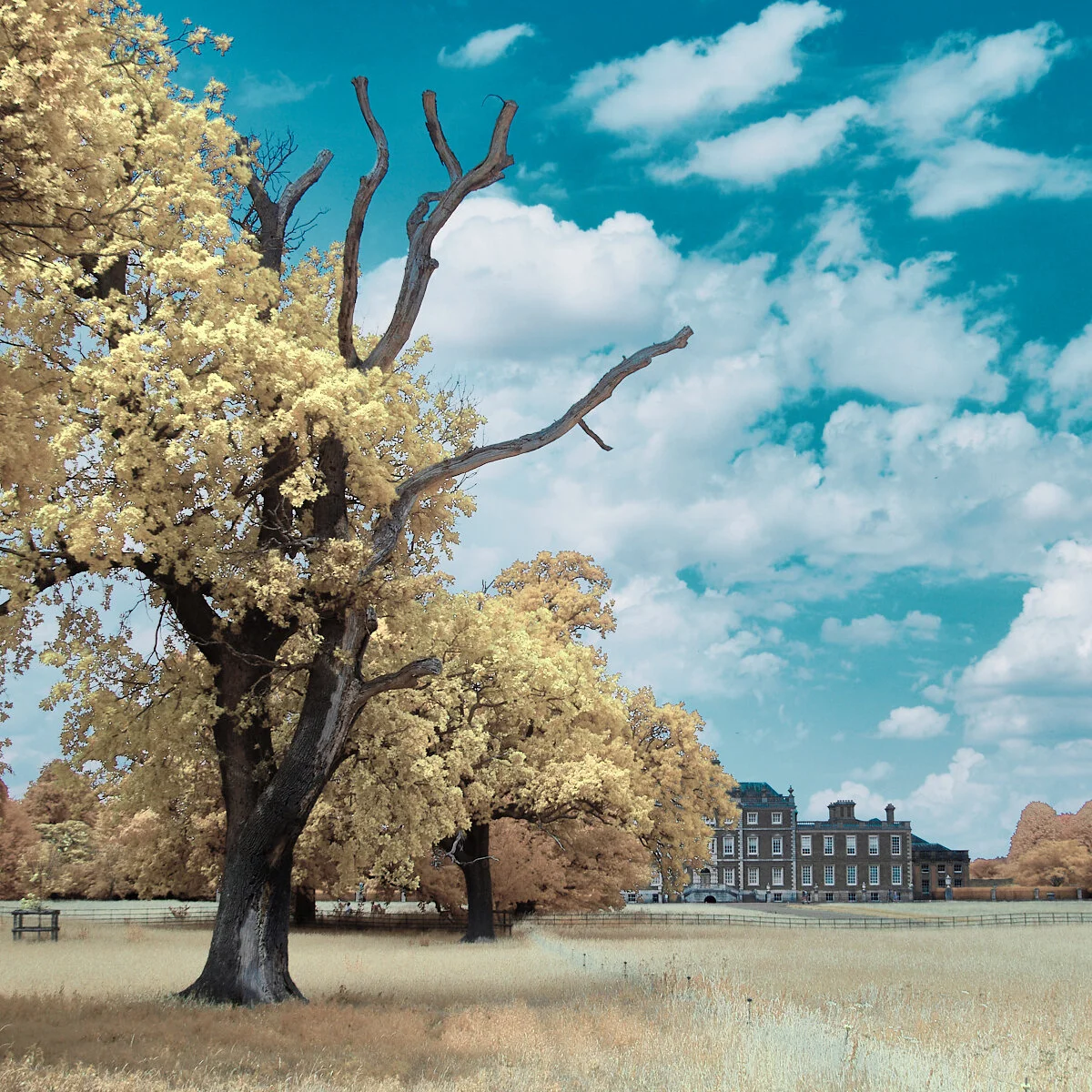 Tree and hall 2 Club 1600 x 1200 sRGB.jpg