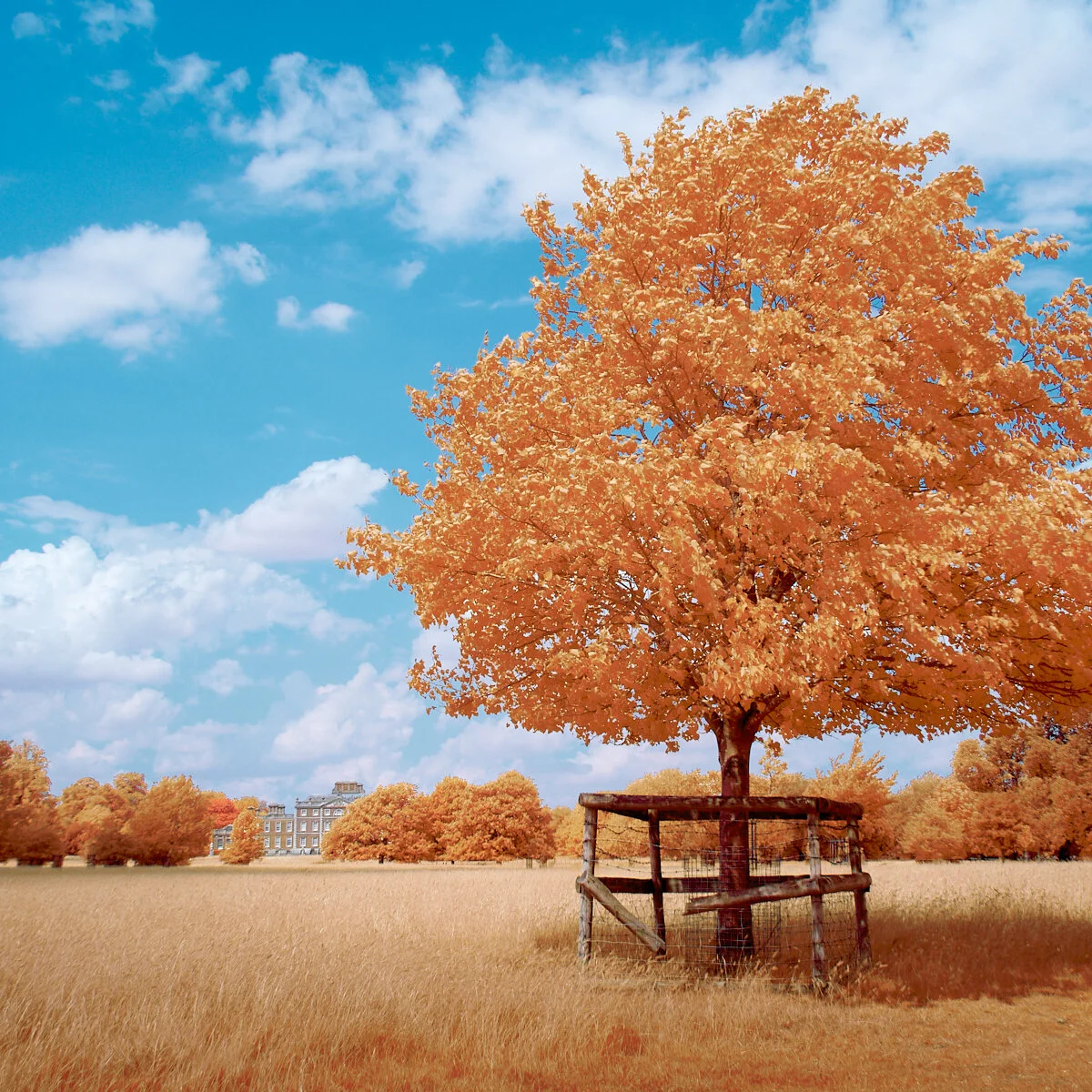 Tree and hall Club 1600 x 1200 sRGB.jpg