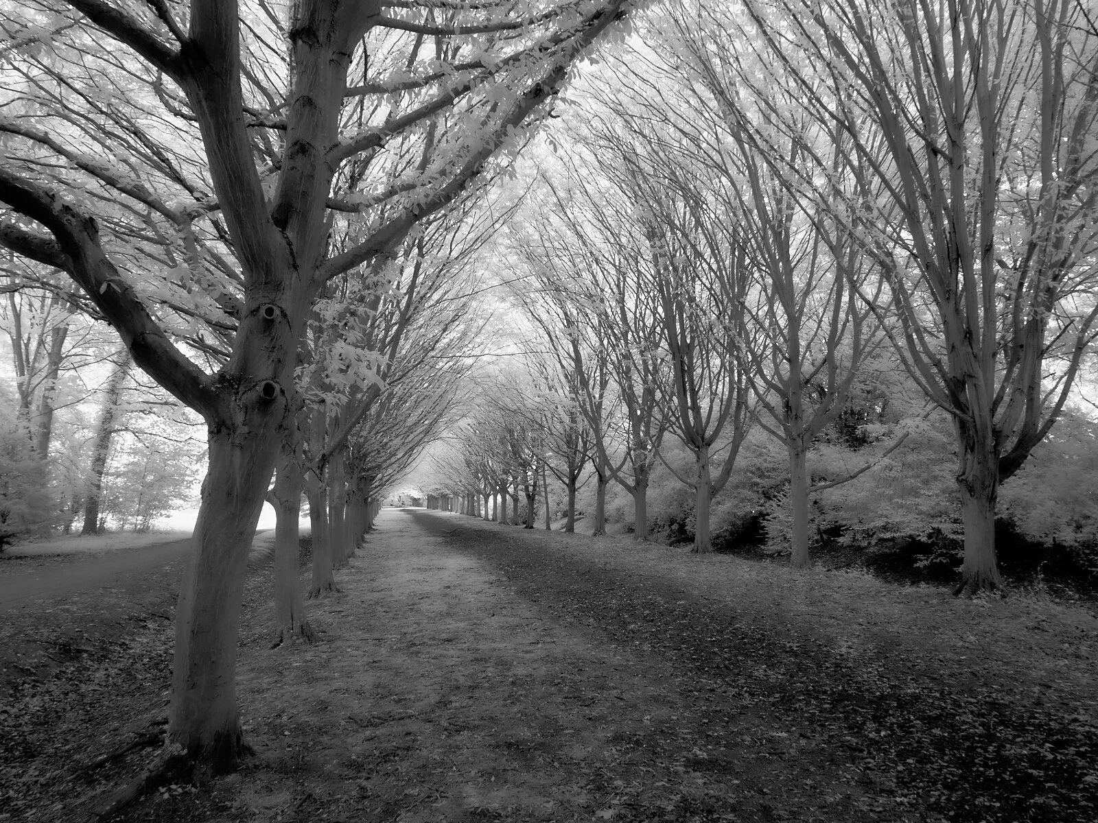 Avenue Club 1600 x 1200 sRGB.jpg