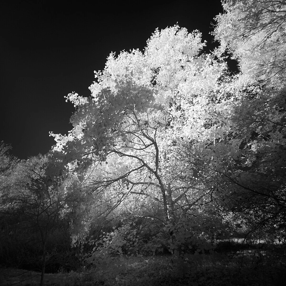 Autumnal glow Club 1600 x 1200 sRGB.jpg