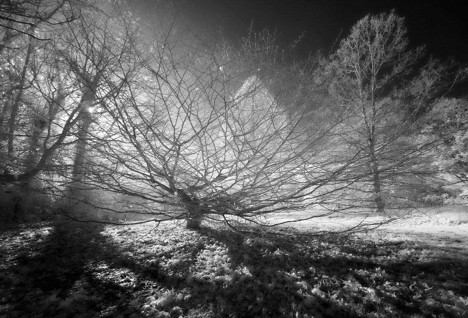 02 Autumn in another light Club 1600 x 1200 sRGB.jpg