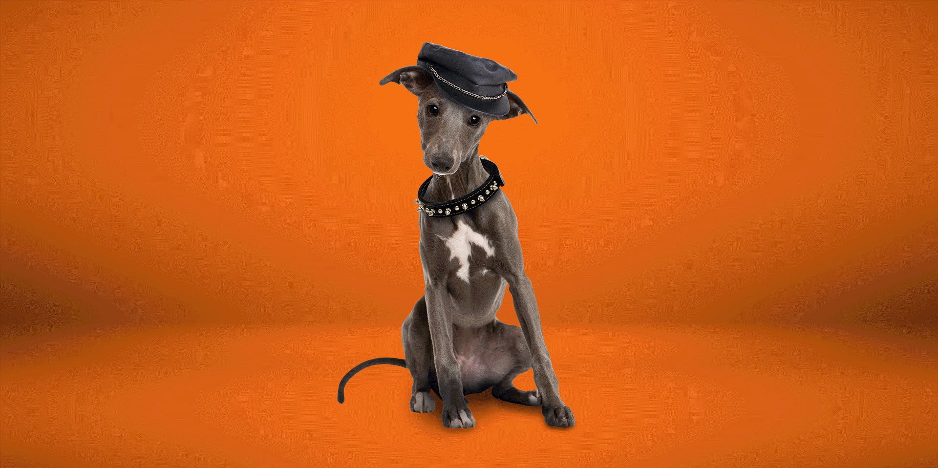 FANCY-DOG-AD_SINLGES_LR.gif