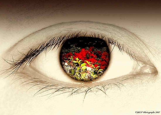 eye point of view.jpg