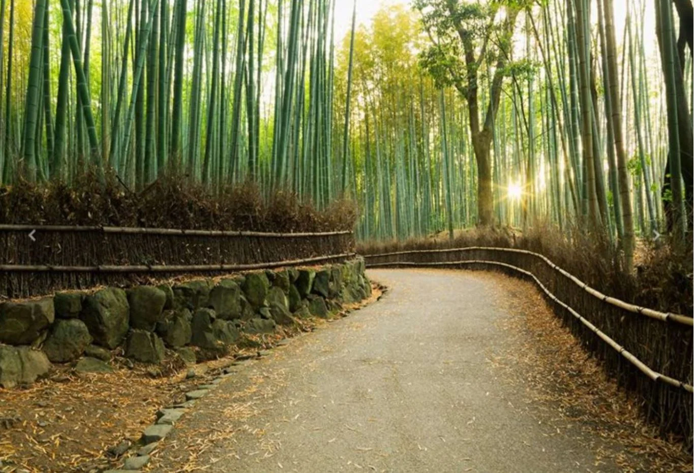 Just Back From: Japan