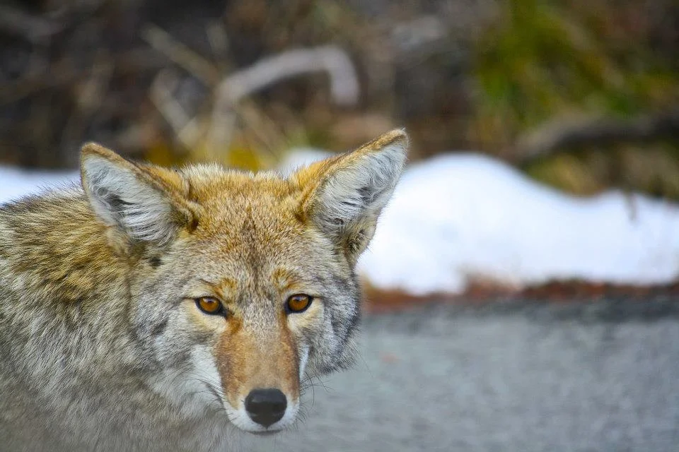 coyote.jpg