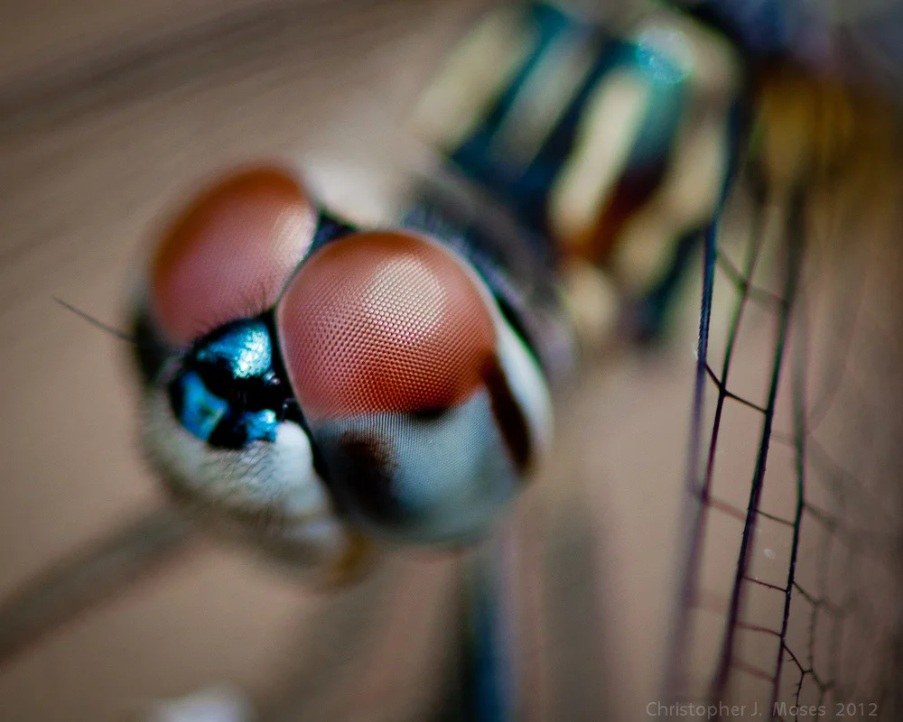 Blue Dasher