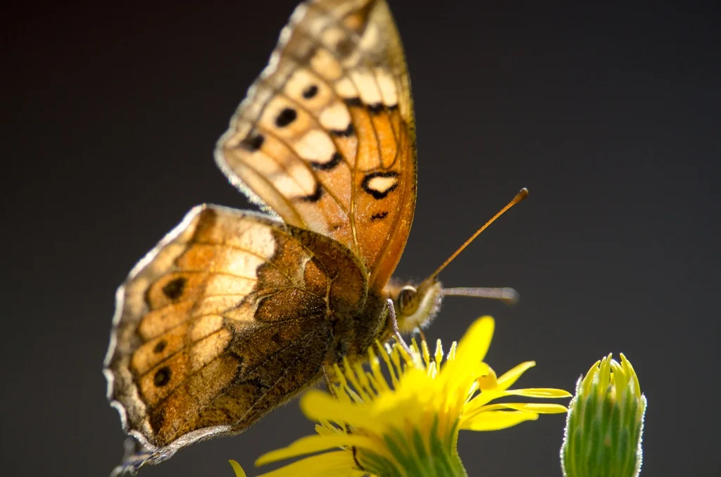 Variegated Fritillary