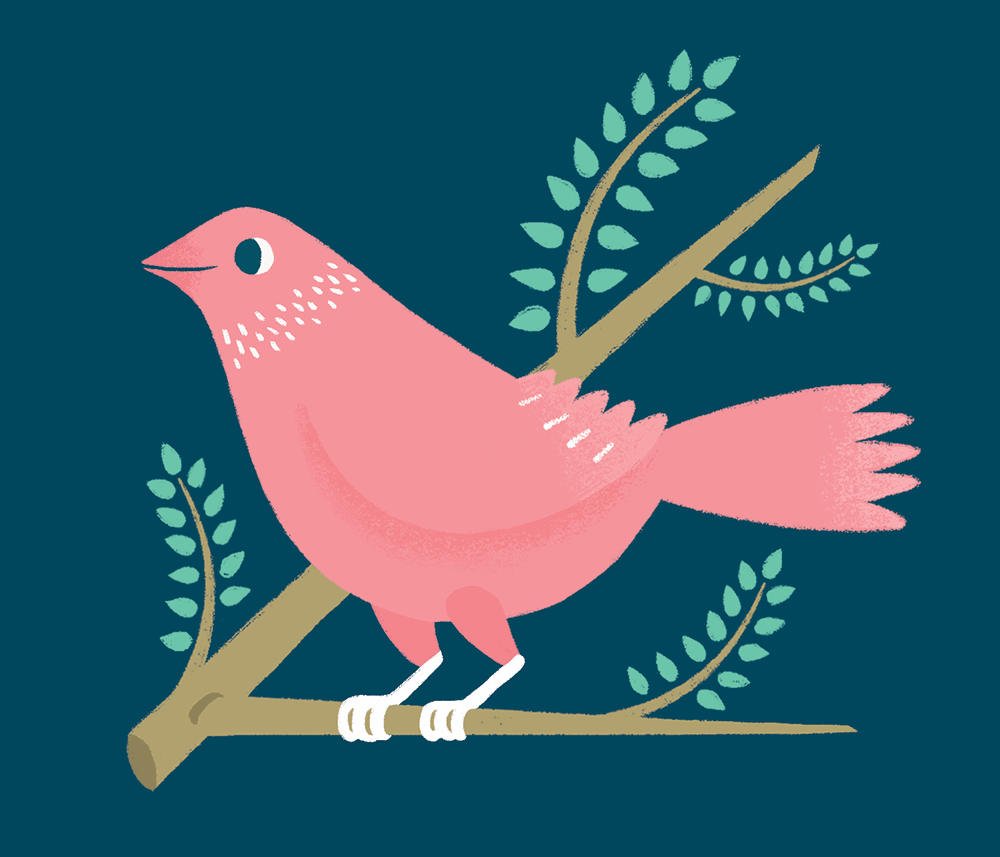 HELLO BIRDIE