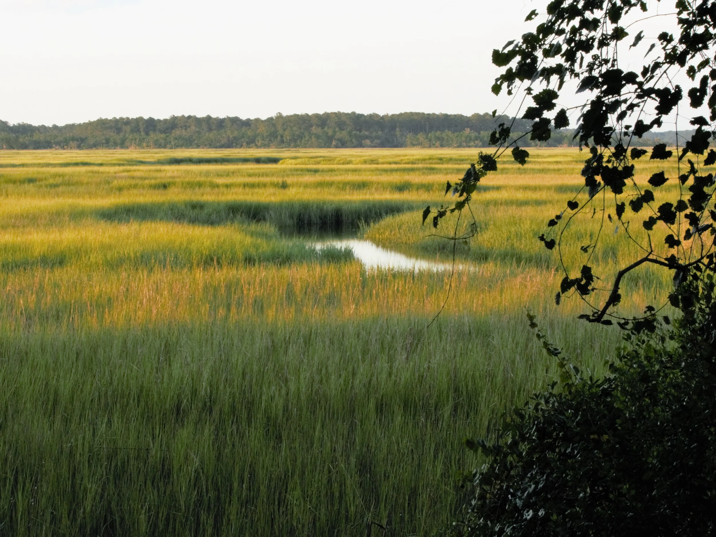 Sidelight at Palm Key, SC.jpg