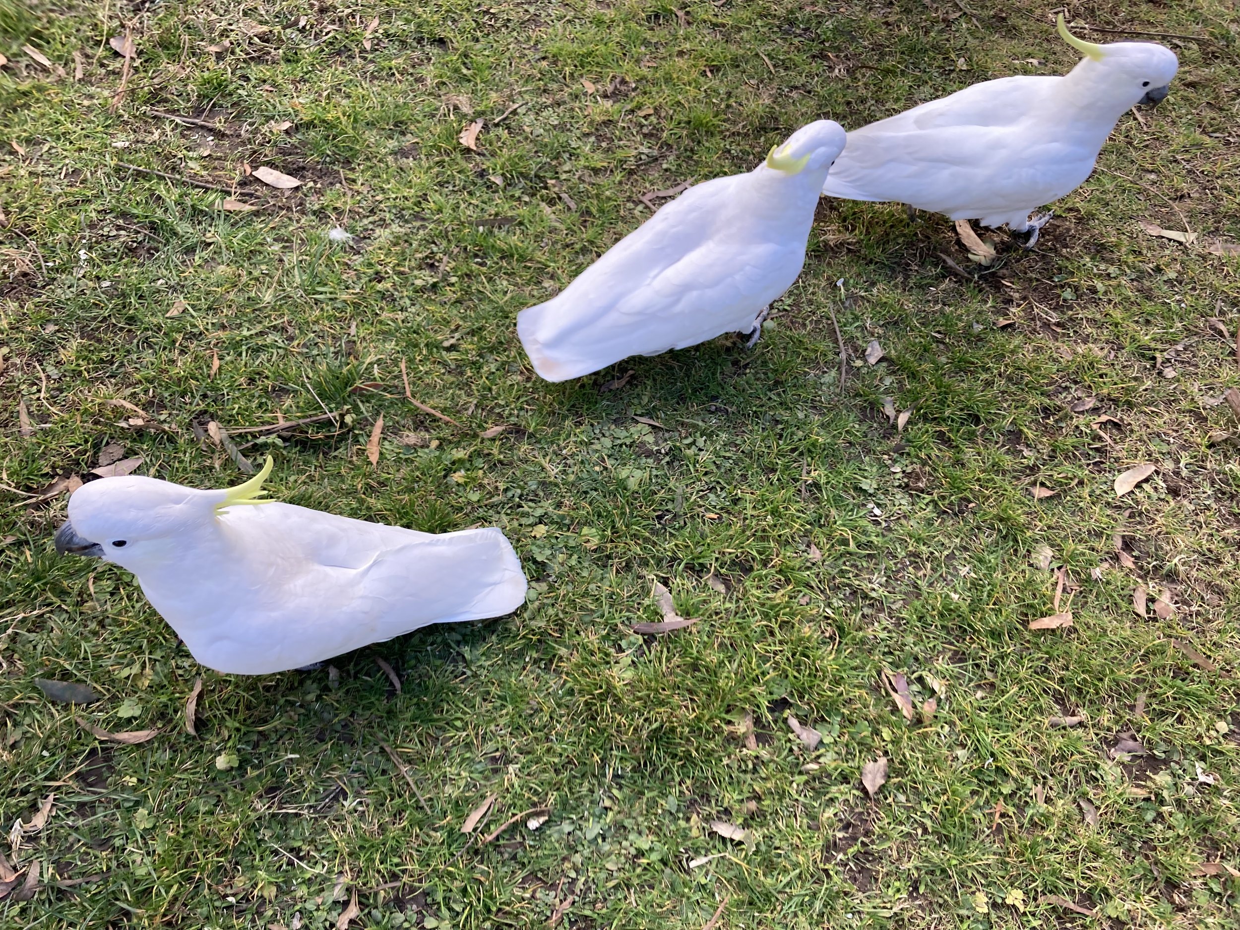 Cockatoos, Australia