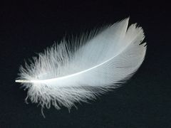 feather.jpeg