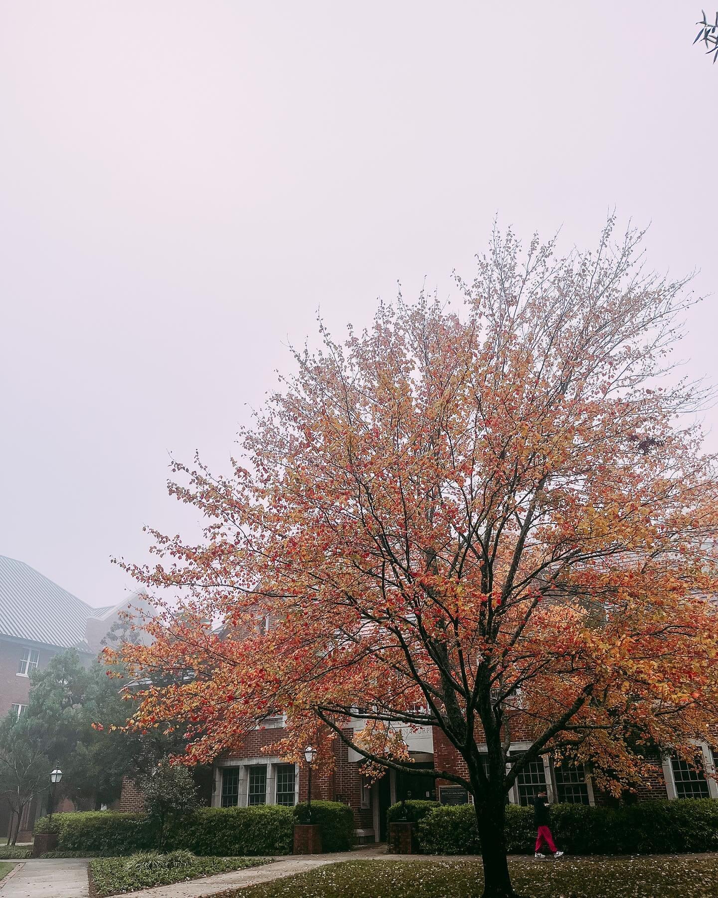 A perfect foggy fall day to stop in to the Murphy House for a cup of hot chocolate or hot tea. 🍁☕️