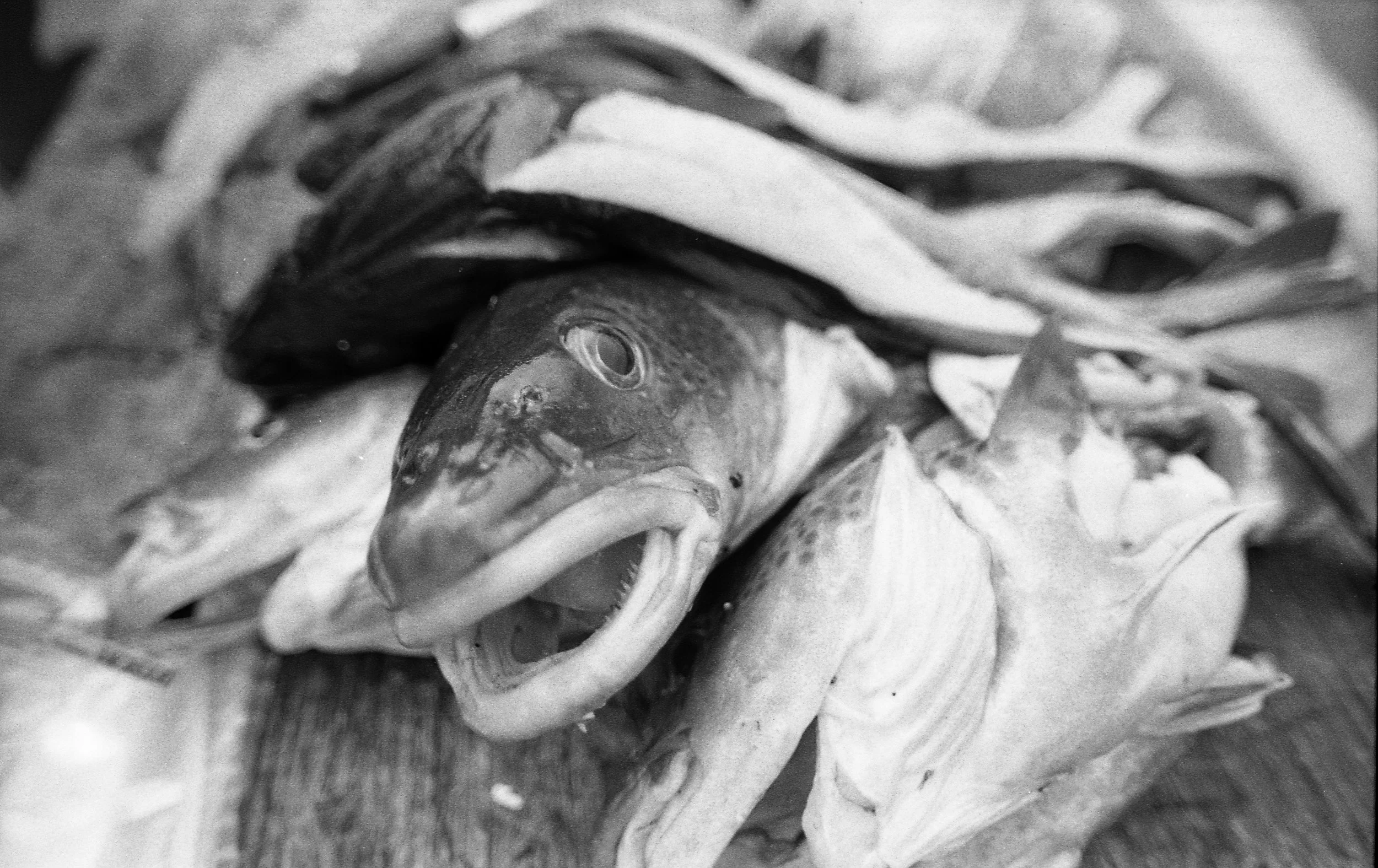 The question of fish