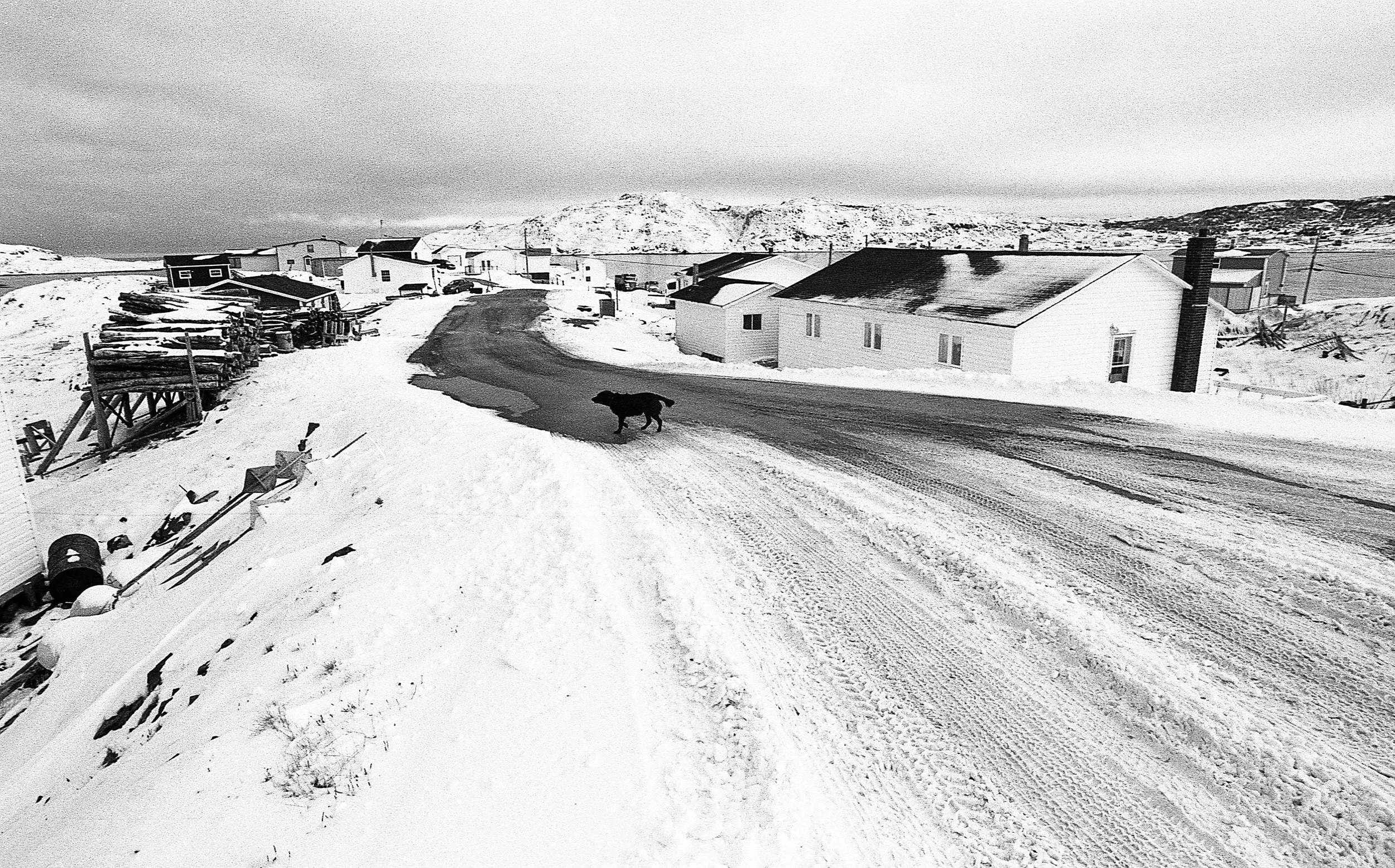 Fogo Island Dog / Small Islands series