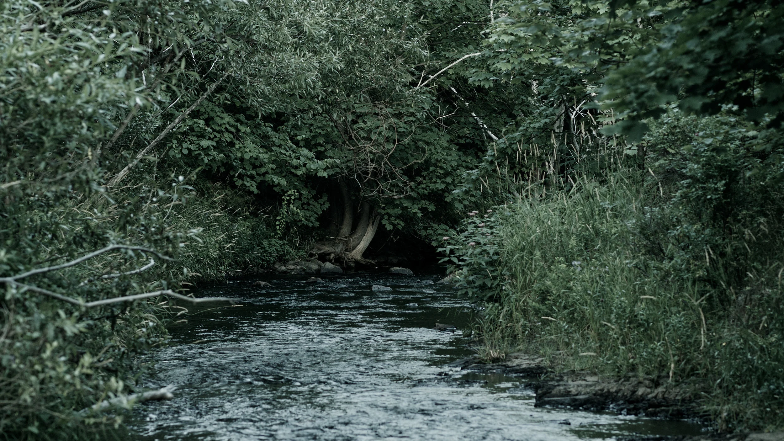 _8210089Colour.jpg
