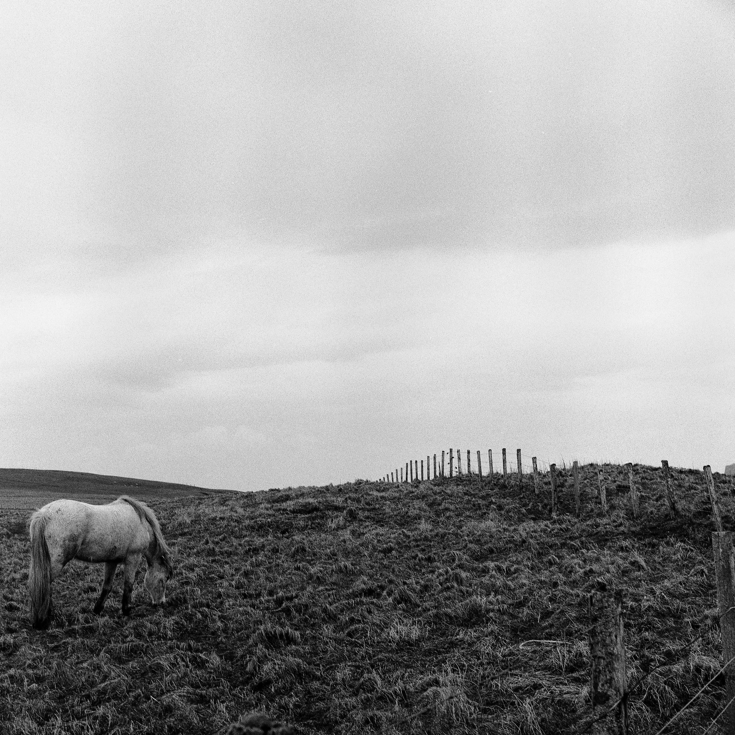 12-Shetland006.jpg