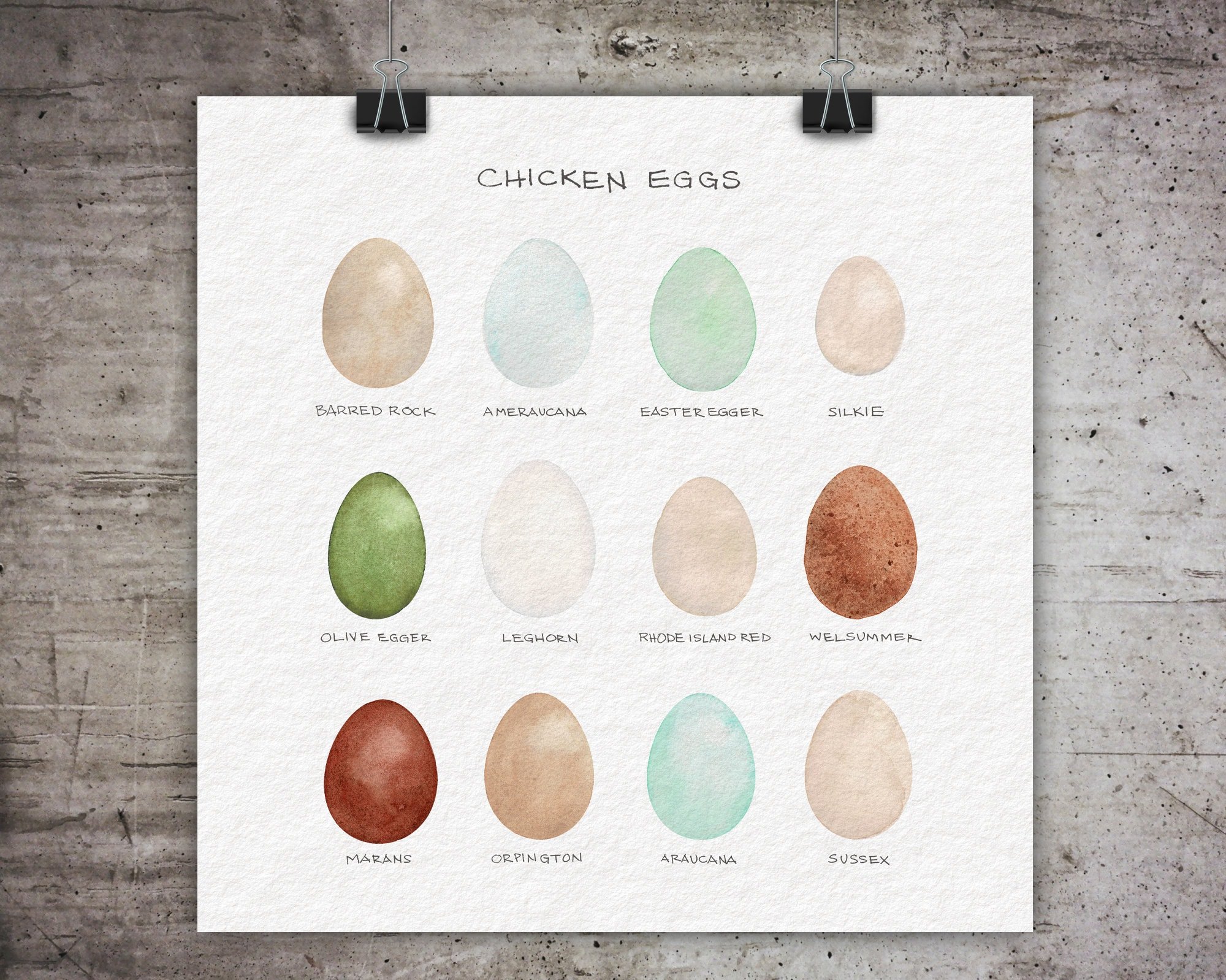 Chicken Egg Colors ~ Art Print ~ Original Watercolor Print ~ Chicken breed egg chart