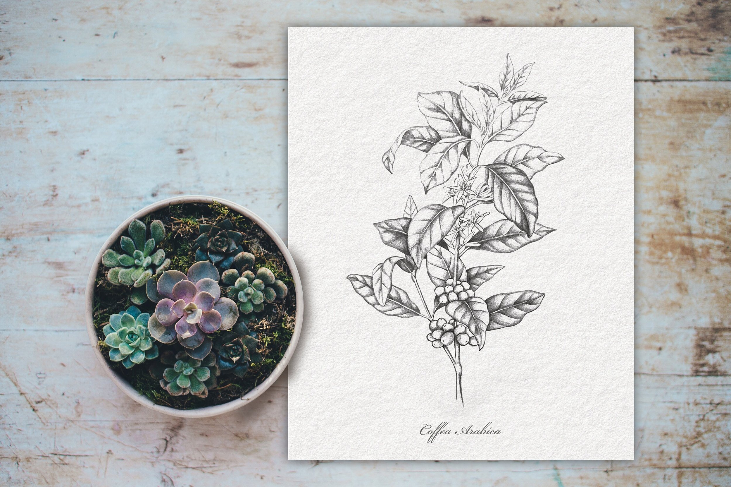 COFFEE plant - Original Drawing, Wall Art, Vintage, Pencil, Botanical, Fine Art Printable, Decor - 3 versions - 6 files DOWNLOADABLE PRINT