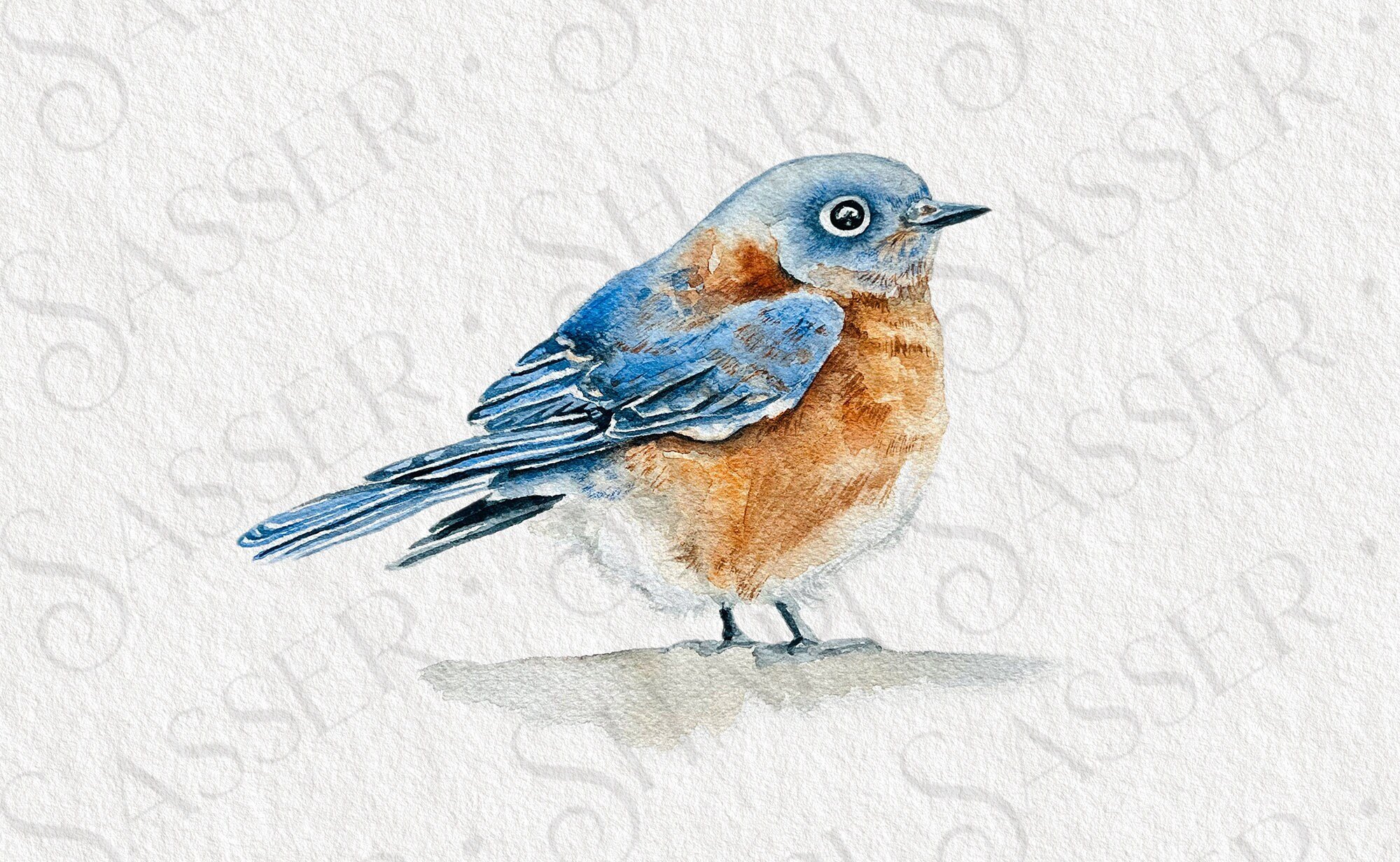 Bluebird Watercolor Digital Download ~ jpg and png for sublimation ~ vertical and square printable
