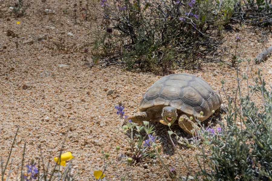 We saw this rare desert tortoise munching down on some super blooms while we hiked the Lost Palms trail last April. 