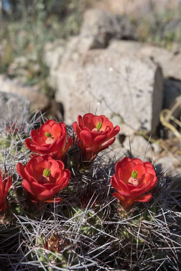 Four Claret Cup Cactus wedged in Desert Rocks