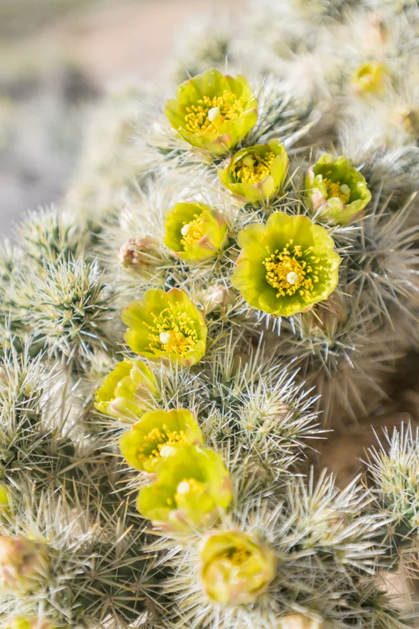 Large Group of Silver Cholla Flowers in California Desert