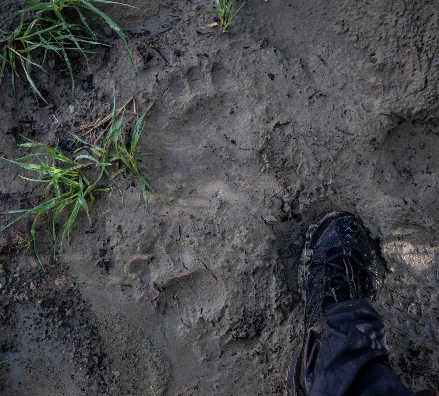 Thick mud revealed lots of recent wildlife activity--there's a large bear out there!