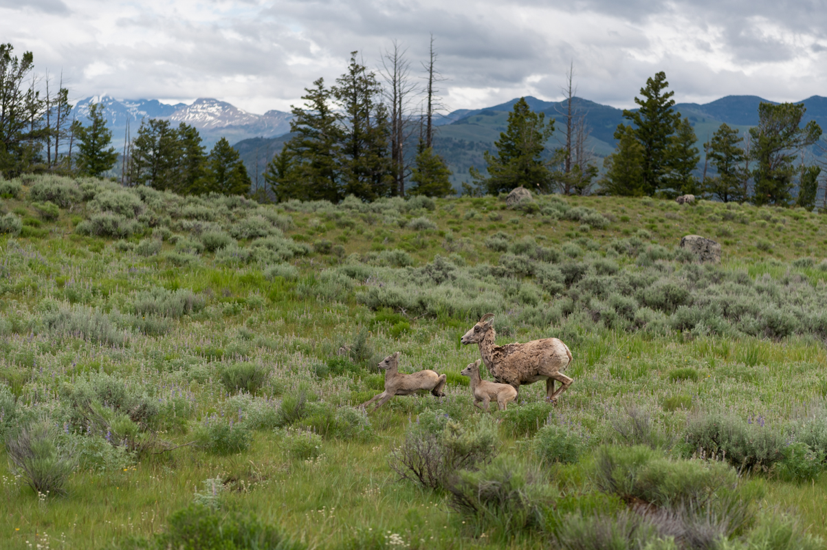 Lambs Run With Mother Bighorn Sheep