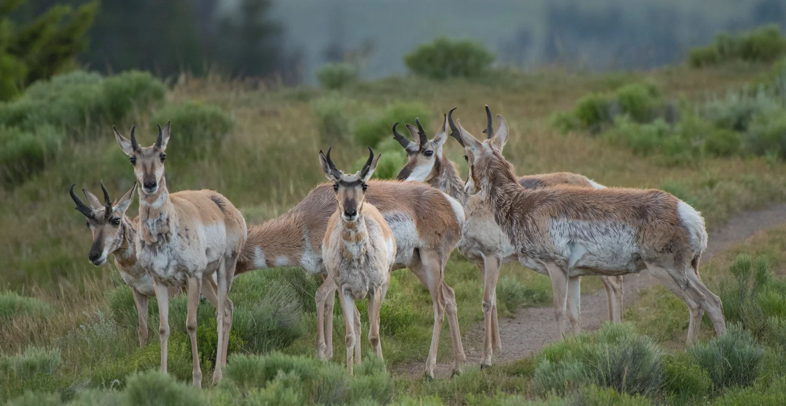 Pronghorn Herd Turns Toward Camera