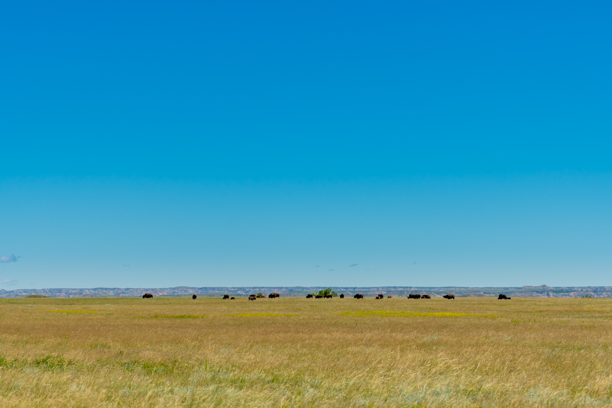 Bison Herd On High Prarie